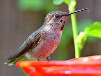 Hummer20.jpg