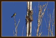 Bird on a Dead Tree 5-25-2016.jpg