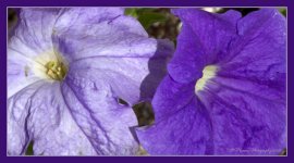 Purple Petunias 5-25-2016.jpg