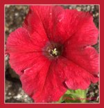 Red Petunia 5-25-2016.jpg