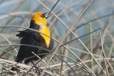 DSC_3408+yellow headed blackbird jesse lake-0002.jpg