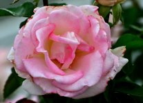 ROY_8040.JPG