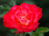 ROY_8042.JPG