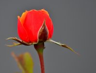 ROY_8049.JPG