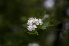 DSC_5255.jpg