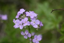 DSC_5259.jpg