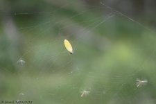 DSC_5278.jpg