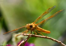 DSC_0037-Edit.jpg