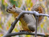 Squirrel4.jpg