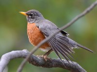Robin3.jpg
