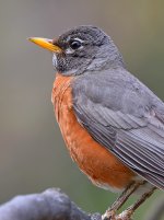 Robin5.jpg