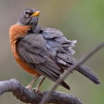 Robin9.jpg