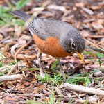 Robin13.jpg