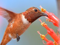 Hummer6.jpg