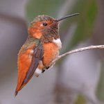 Hummer7.jpg