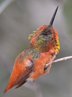 Hummer12.jpg