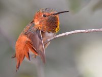 Hummer14.jpg