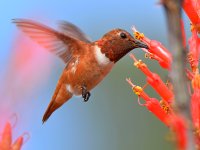 Hummer5.jpg