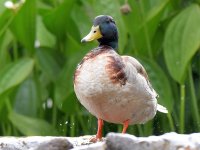 Mallard2.jpg