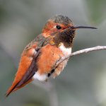 Hummer10.jpg