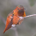 Hummer8.jpg