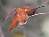 Hummer13.jpg