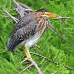 GreenHeron2.jpg