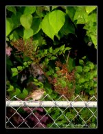 Bird after the Rain 5-26-2016.jpg