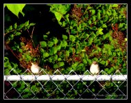 Two Birds after the Storm 5-26-2016.jpg