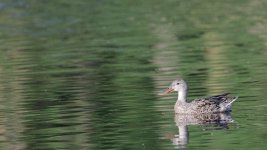 DSC_3565+waterfowl-0012.jpg