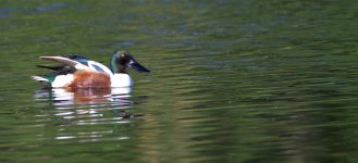 northern shoveller DSC_3583 -1.jpg
