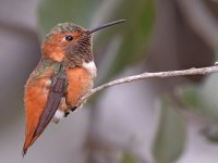 Hummer19.jpg