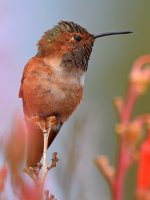 Hummer18.jpg