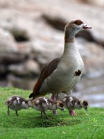 Goose.jpg