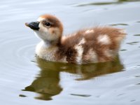 Goose2.jpg