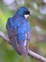 Swallow4.jpg