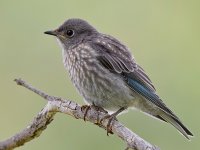 Bluebird3.jpg