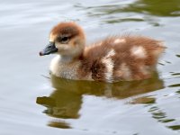 Goose3.jpg