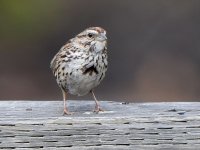 Sparrow.jpg