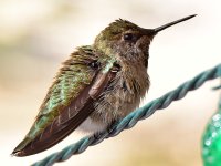 Hummer7.jpg