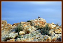 Quail in the Rocks 5-27-2016.jpg