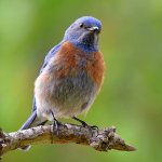 Bluebird2.jpg
