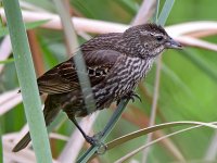 Blackbird3.jpg