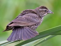 Blackbird5.jpg