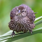 Blackbird6.jpg