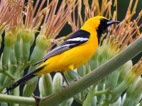 Oriole3.jpg