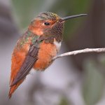 Hummer10.jpg