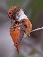 Hummer19.jpg