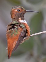 Hummer13.jpg