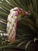 Cactus.jpg